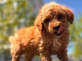 Red Brown Toy Poodle Yavrular