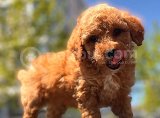 Red Brown Toy Poodle Yavrular görsel