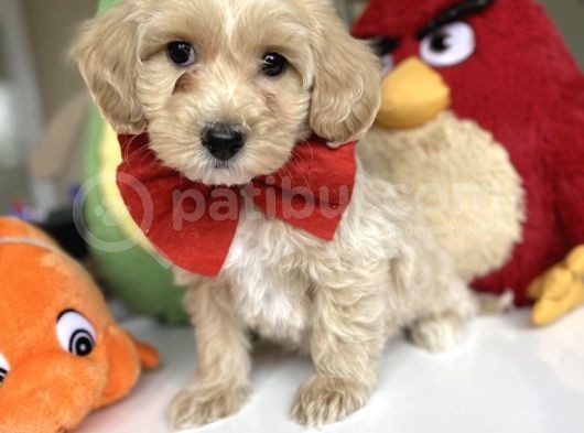 Orjinal Maltipoo Yavrular görsel