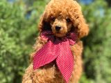 Orjinal Red Toy Poodle Yavrumuz