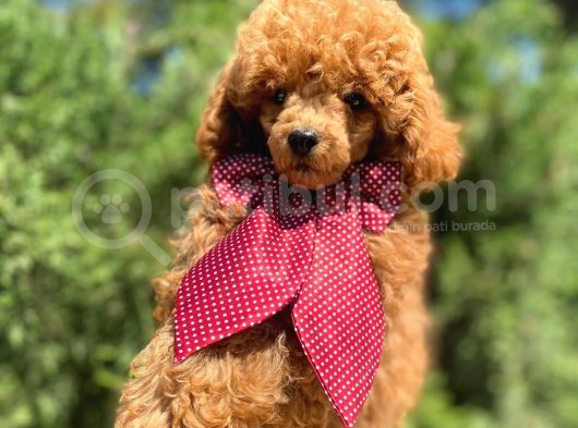 Orjinal Red Toy Poodle Yavrumuz görsel