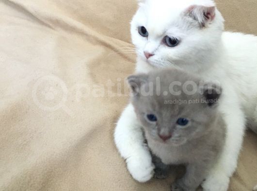 Scottish Fold Kedimin Yavrularını Sahiplendiriyorum görsel