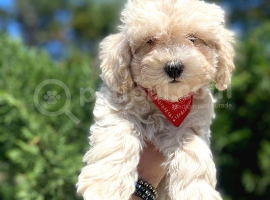 Orjinal Maltipoo Bebekler :) görsel