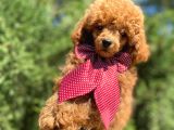 Orjinal Red Toy Poodle Yavrumuz