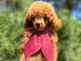 Red Toy Poodle Yakışıklı Yavrumuz