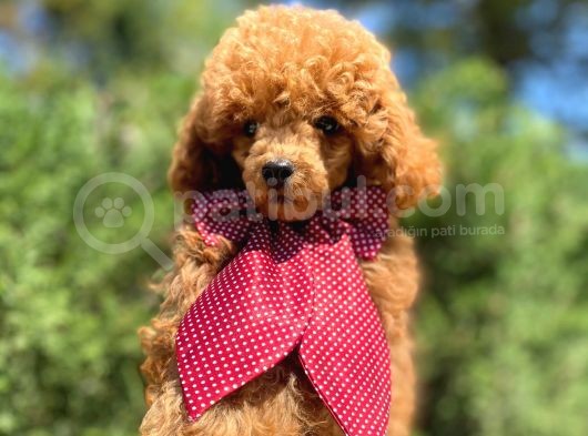 Red Toy Poodle Yakışıklı Yavrumuz görsel