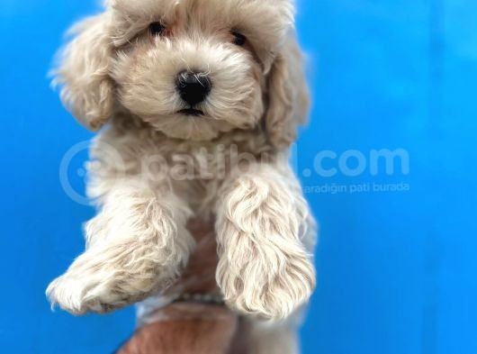 Orjinal Maltipoo Yavrular görsel