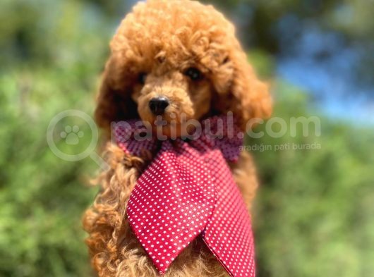Orjinal Red Toy Poodle Yavrumuz