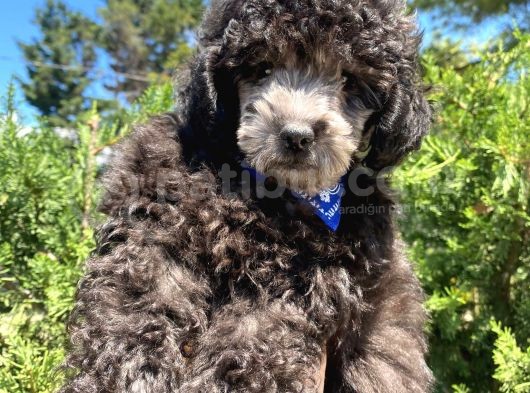 Micro Chipli Pasaportlu Silver Toy Poodle Yavrumuz :) görsel