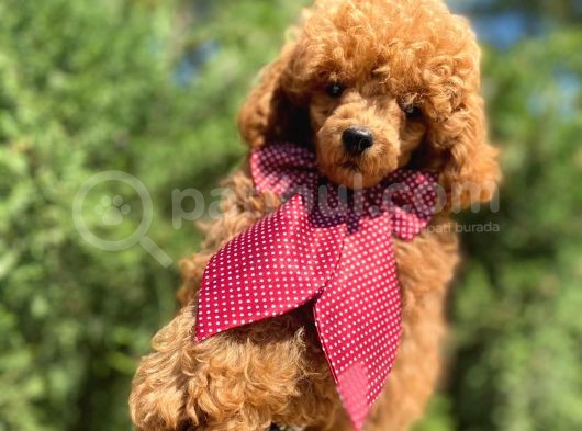 Red Toy Poodle Yakışıklı Yavrumuz