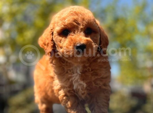 Red Brown Toy Poodle Yavrular görsel