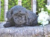 Pasaportlu Micro Chipli Toy Poodle Siyah Inci Bebek :)