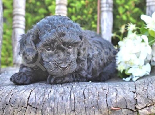 Pasaportlu Micro Chipli Toy Poodle Siyah Inci Bebek :) görsel