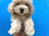 Maltipoo Bebeklerimiz