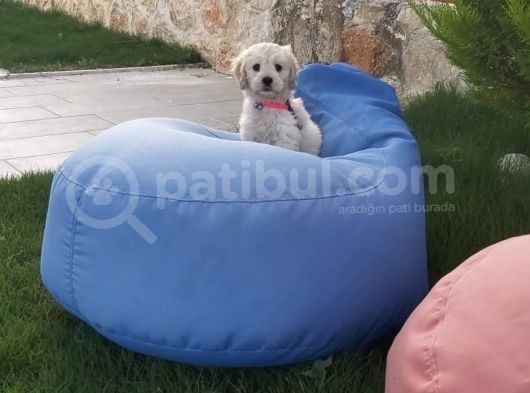 1.5 Aylik Akilli Saf Kan Terrier