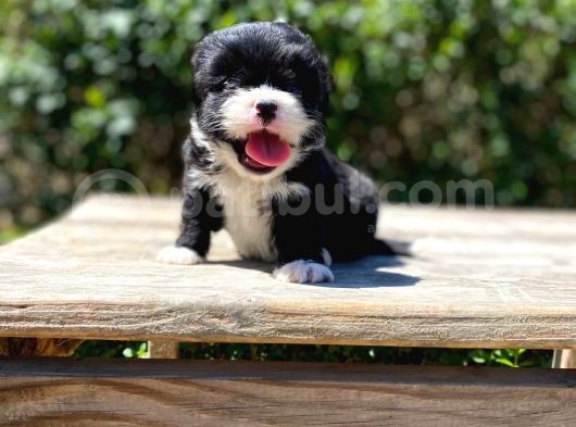 Çiftliğimizden Morkie Bebeklerimiz görsel