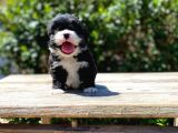 Çiftliğimizden Morkie Bebeklerimiz