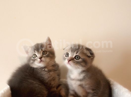 Scottish Fold Yavrular görsel
