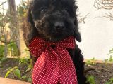 Micro Chipli Pasaportlu Toy Poodle Siyah Inci