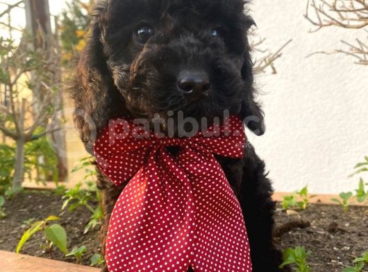 Micro Chipli Pasaportlu Toy Poodle Siyah Inci görsel
