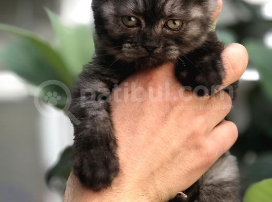 British Shorthair görsel