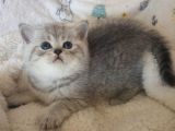 Safkan Ve Orijinal Silver Tabby