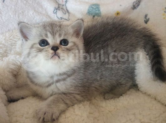 Safkan Ve Orijinal Silver Tabby görsel