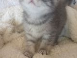 Safkan Scottish Fold