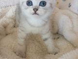 Safkan Ve Orijinal Silver Tabby