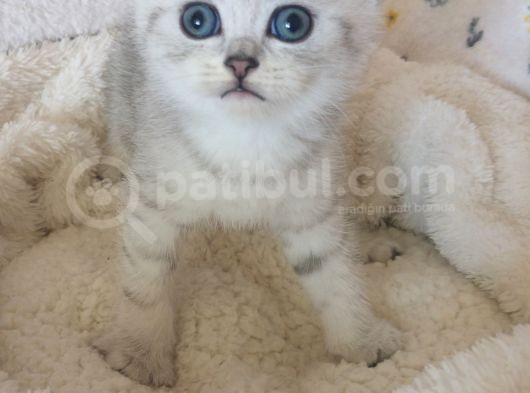 Safkan Ve Orijinal Silver Tabby görsel