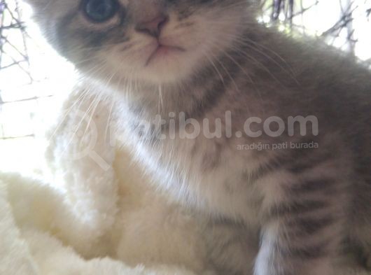 Safkan Scottish Fold görsel