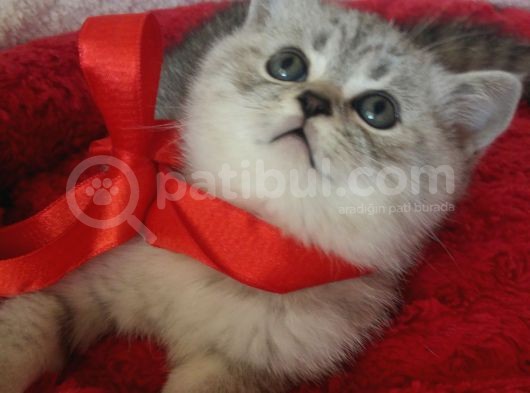 Safkan Ve Orijinal Silver Tabby
