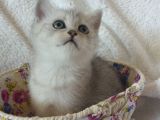 Safkan Ve Orijinal Silver Tabby