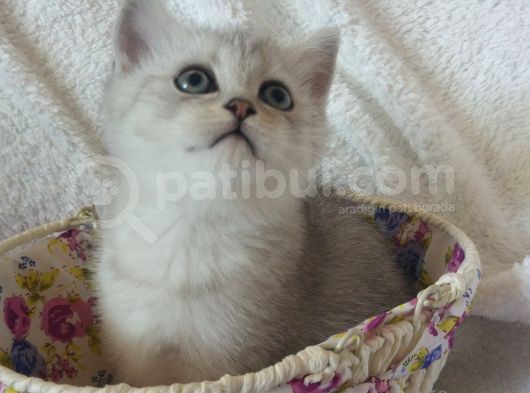 Safkan Ve Orijinal Silver Tabby görsel