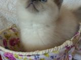 Safkan Ve Orijinal Silver Tabby