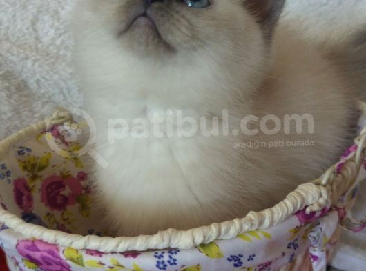 Safkan Ve Orijinal Silver Tabby görsel