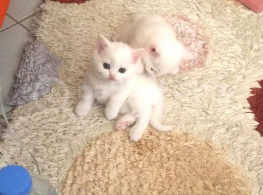 Bri̇ti̇sh Beyaz Bebekleri̇mi̇ Sahi̇plendi̇receği̇m Görüşülür görsel