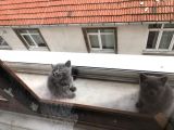 Aa Kalite Safkan Dişi British Shorthair Yavrularımız