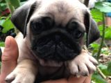 Pug Mops