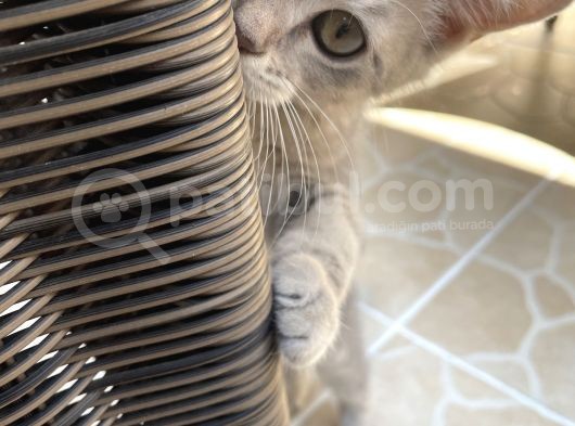 Dişi Blue Tabby 2 Aylık Görüşülür
