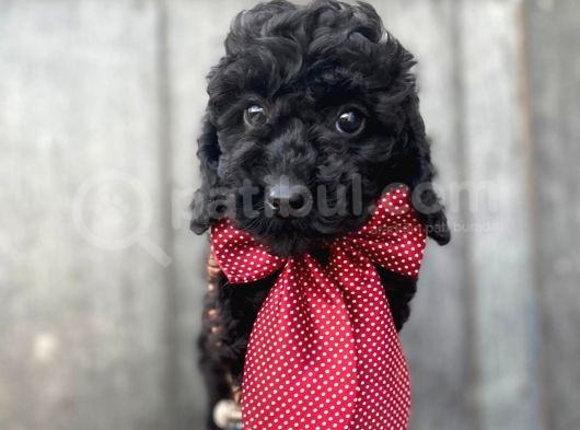 Micro Chipli Pasaportlu Toy Poodle Siyah Inci