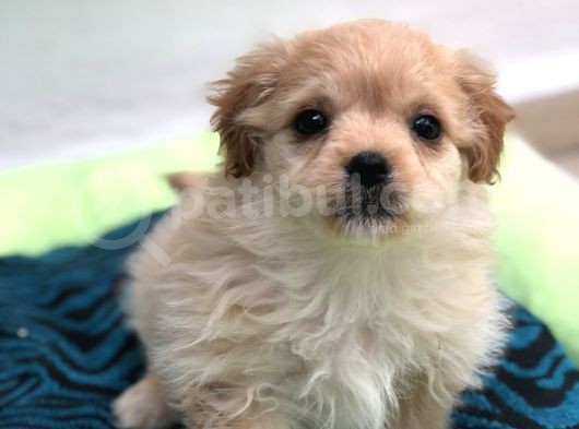 F1 Maltipoo görsel