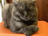 Aa Kalite Safkan Dişi British Shorthair Yavrularımız