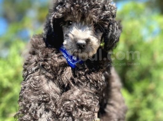 Yakışıklı Silver Toy Poodle Oğlumuz
