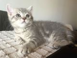 Dişi Blue Tabby 2 Aylık Görüşülür
