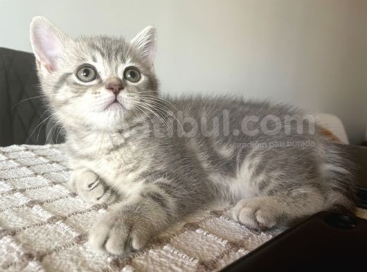 Dişi Blue Tabby 2 Aylık Görüşülür görsel
