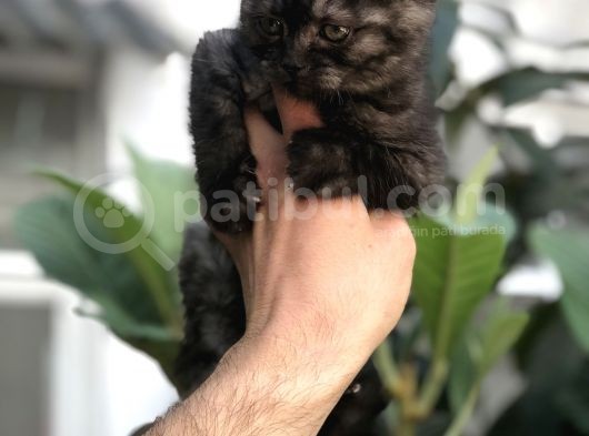 British Shorthair görsel