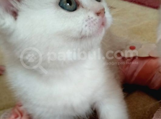 Scottish Shorthair görsel