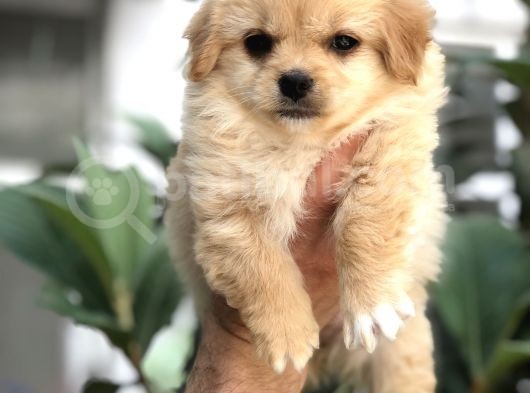 F1 Maltipoo görsel
