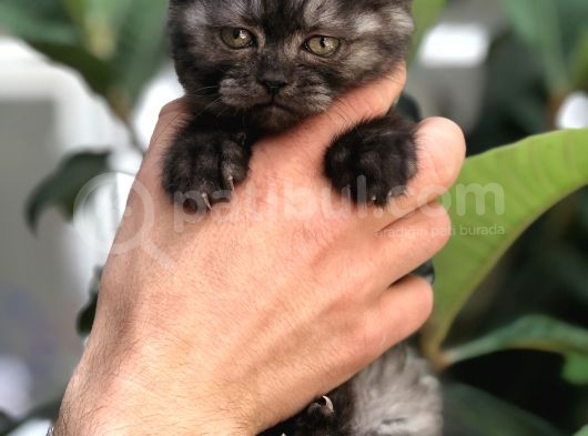 British Shorthair görsel